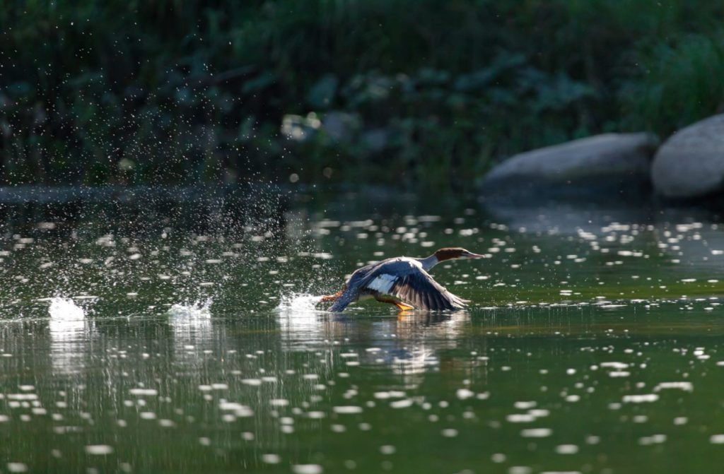 duck taking off