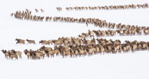 elk refuge