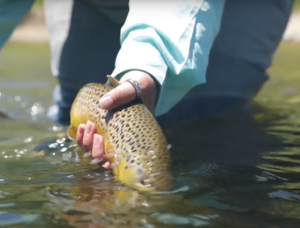 hand pulling fish from river