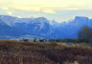 deer in the wild