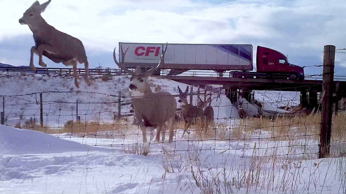 elk jumping over fence