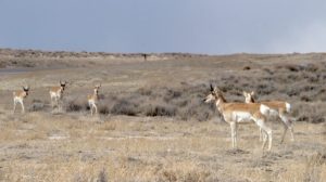 elk in pasture