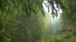 lolo forest