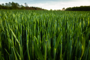 grassy field