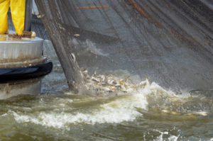 large scale fishing