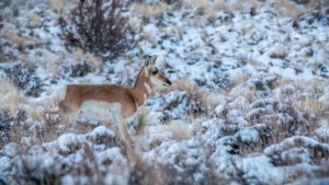 deer in winter