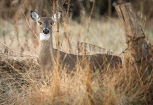 deer in woods at maryland