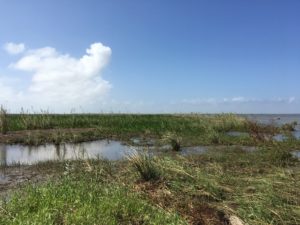 denesse green swamp
