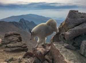 mountain goat