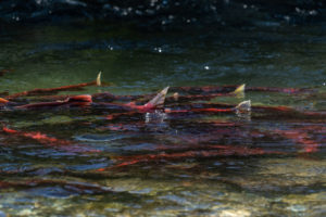 salmon in bristol bay