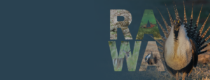 rawa main page image