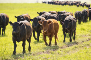 cows grazing