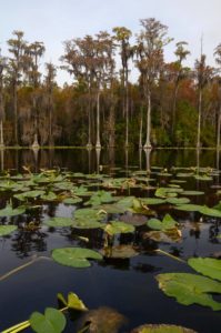 lilypads on the blackwater swamp