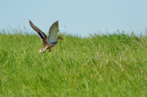 duck flying low to grass