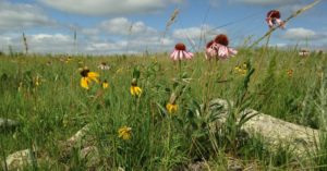 wildflowers in prairie