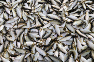 dozens of fish
