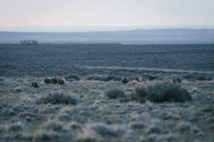 road sage grouse