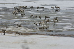 caribou struggling in the snow