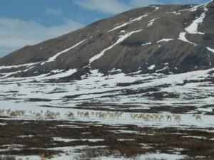 caribou in the snow next to a mountain