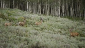 deer in the grass with aspens in the background