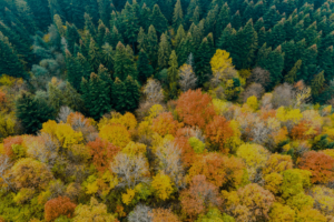 aerial view of dense green pine forest