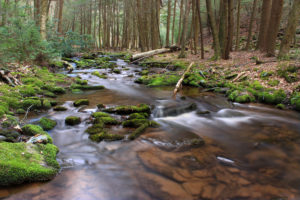 serene river running through the woods