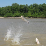 Asian carp leaping in the Wabash River.