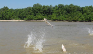 Asian carp leaping in the Wabash River.