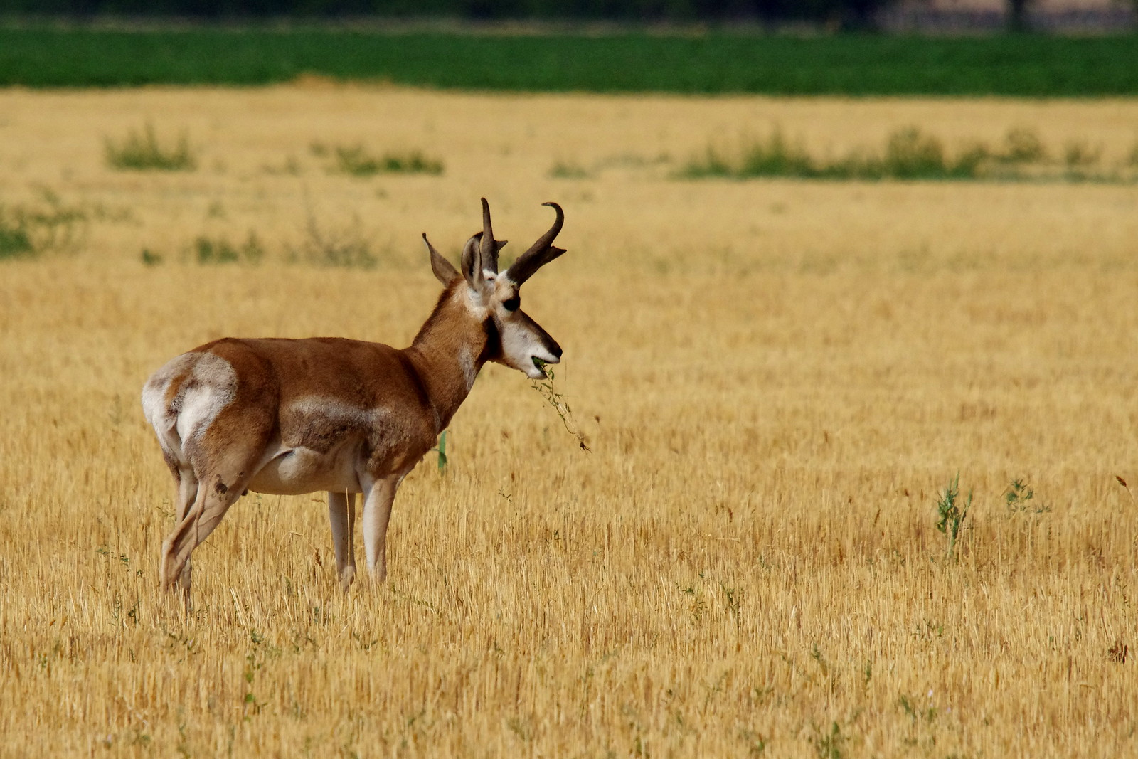 American Prairie purchases land next to tribe, waterfowl preserve