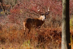 buck surrounded by wilderness