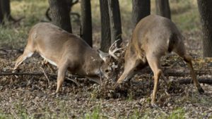 bucks fighting