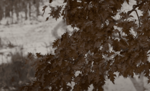 foliage