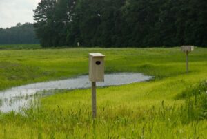 American black duck’s wetland habitat