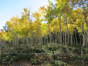 Aspens in South Pass – photo from WY Game & fish