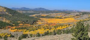 Aspens turning gold, South Pass – photo from WY Game & Fish