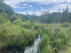 Eel River restoration site in Plymouth Photo by Massachusetts Division of Ecological Restoration