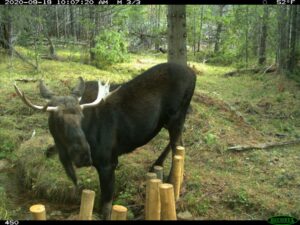 Moose at South Pass -- photo from WY game & fish