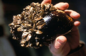 Invasive zebra mussels covering half a clam shell