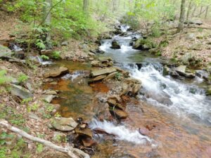 Brook stream. Photo credit Noah Davis.