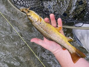 Hand holding a wild brown streamer over a creek