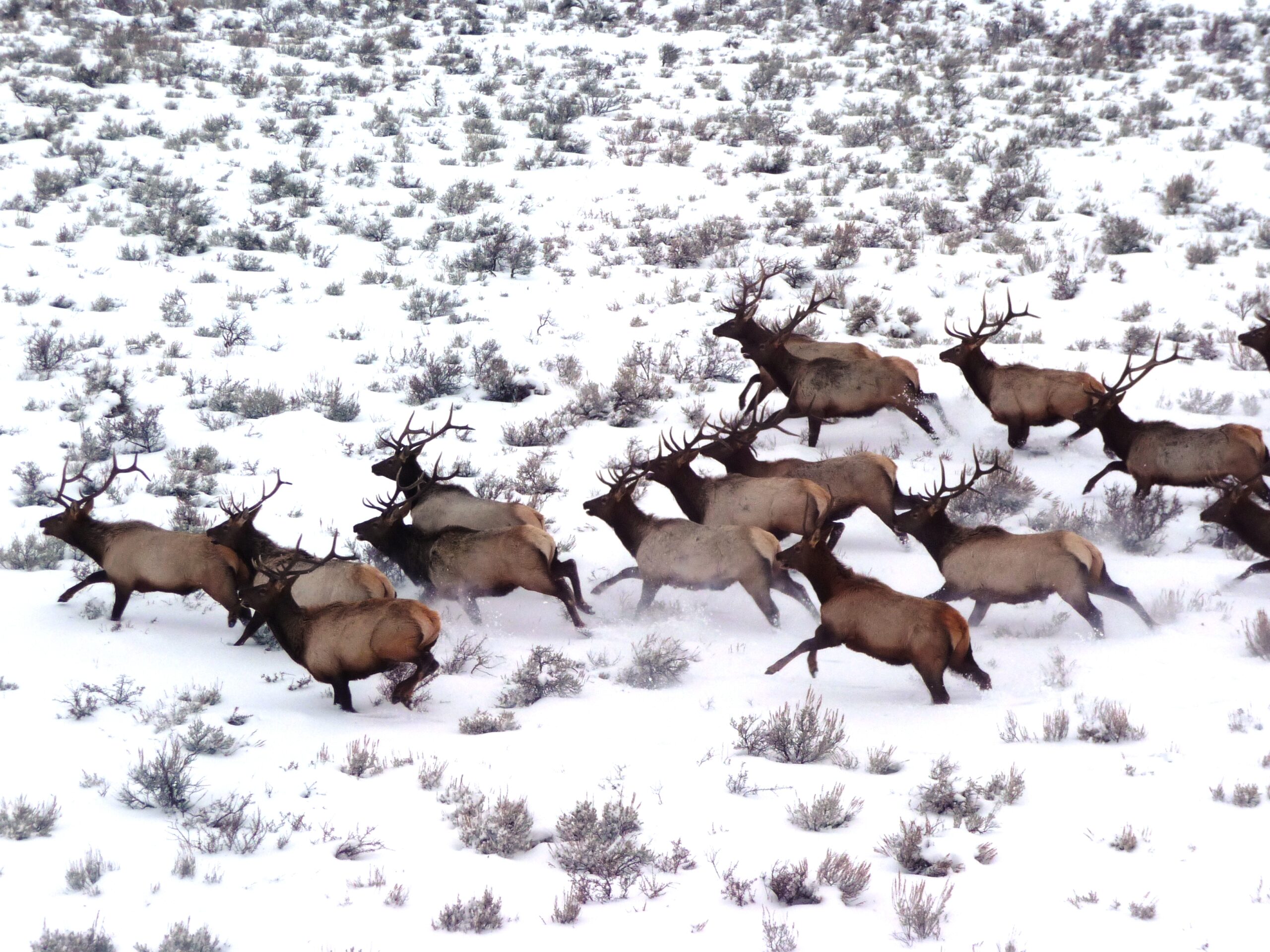 sand creek desert bull elk