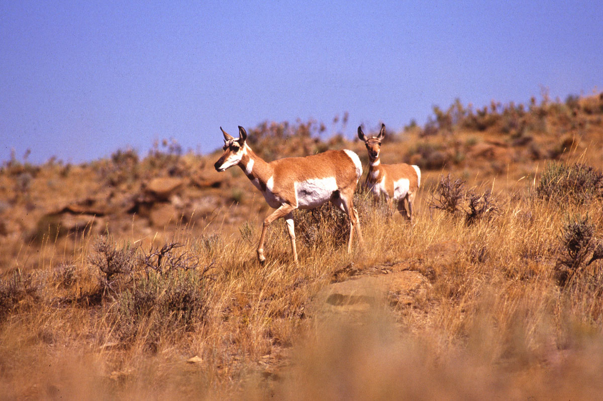 The Hart-Sheldon Refuge Complex: Where We've Been, Where We're Going