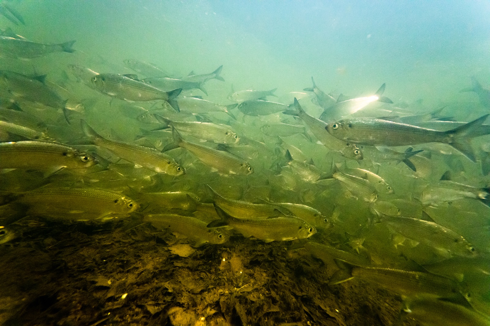 River herring in Cecil County, Maryland Theodore Roosevelt Conservation Partnership
