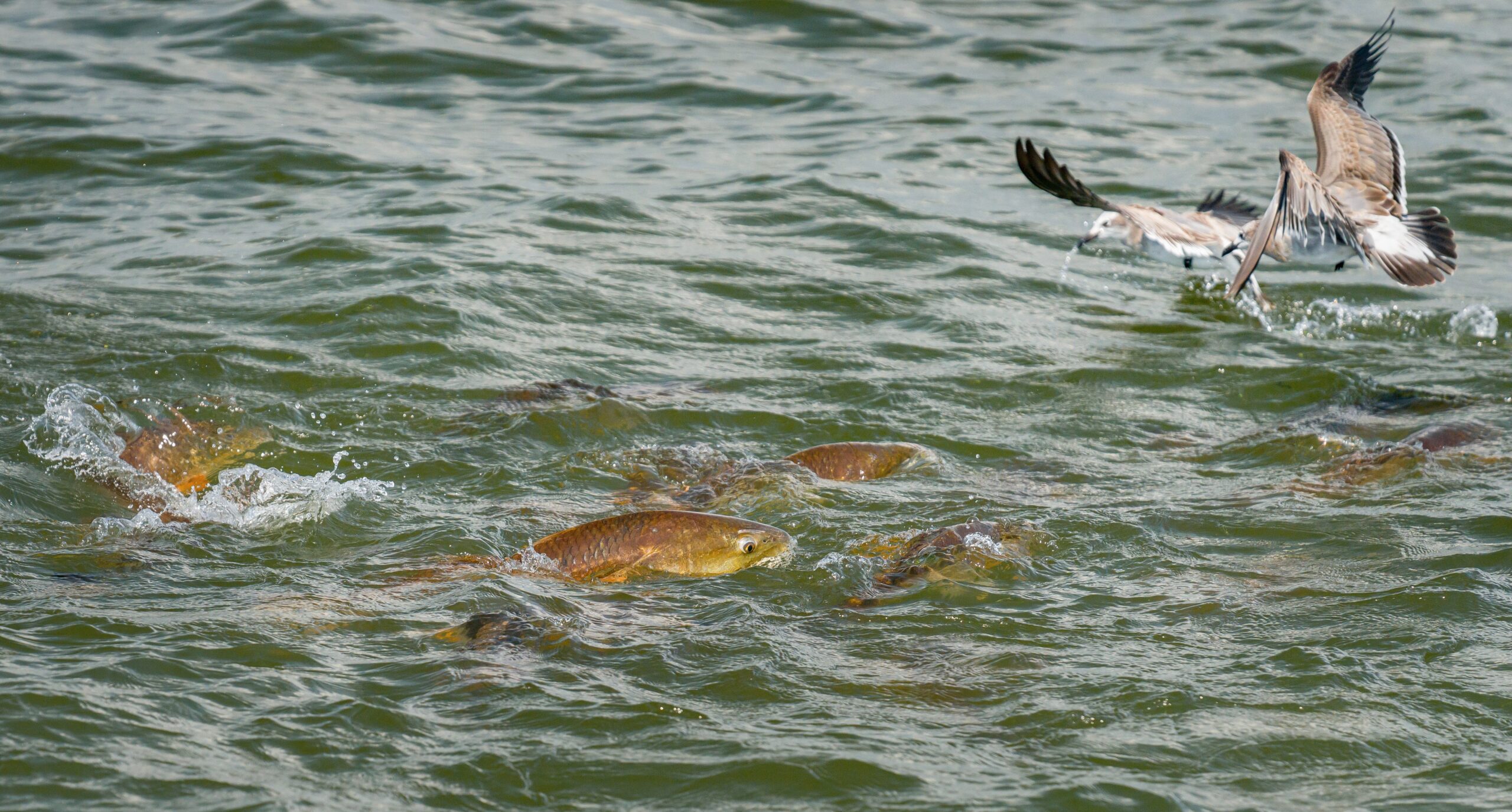 <b>Redfish</b> are one of many sportfish that rely on menhaden, which make up 20 percent of their diet in the Gulf of Mexico. Photo credit: David Mangum