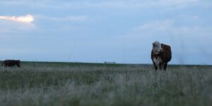 Cow with grassland