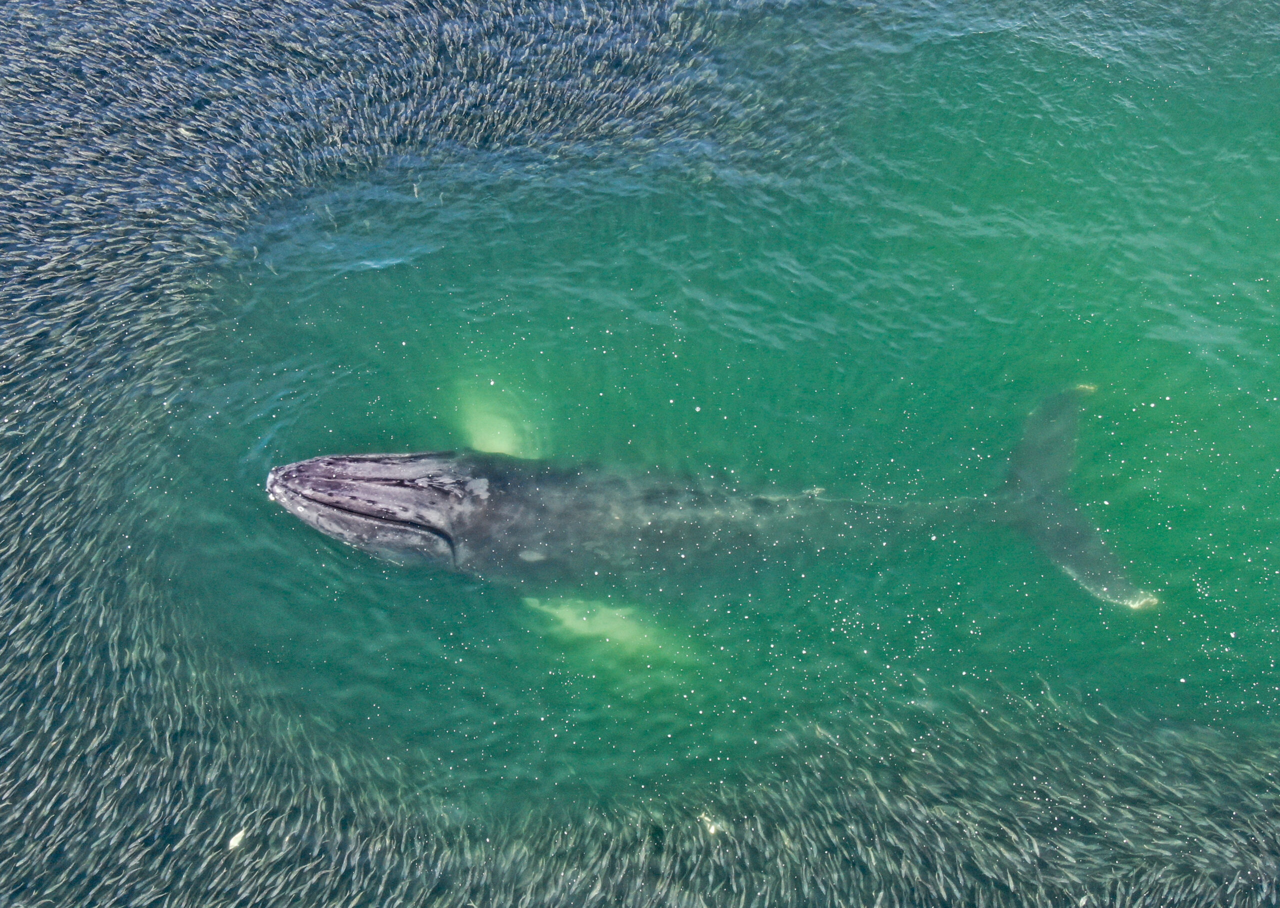 <b>Humpback whales</b> have returned to New York waters in the last few years, feeding on nearshore menhaden schools after the state banned purse seine fishing. Photo courtesy of Sutton Lynch