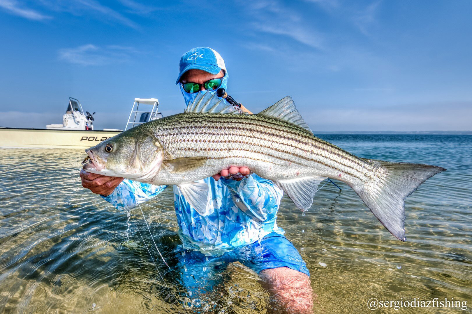 <b>Striped bass</b> feed on menhaden and herring; menhaden reduction fishing has been shown to contribute to a nearly 30-percent decline in their coastwide population. Photo courtesy of Sergio Diaz