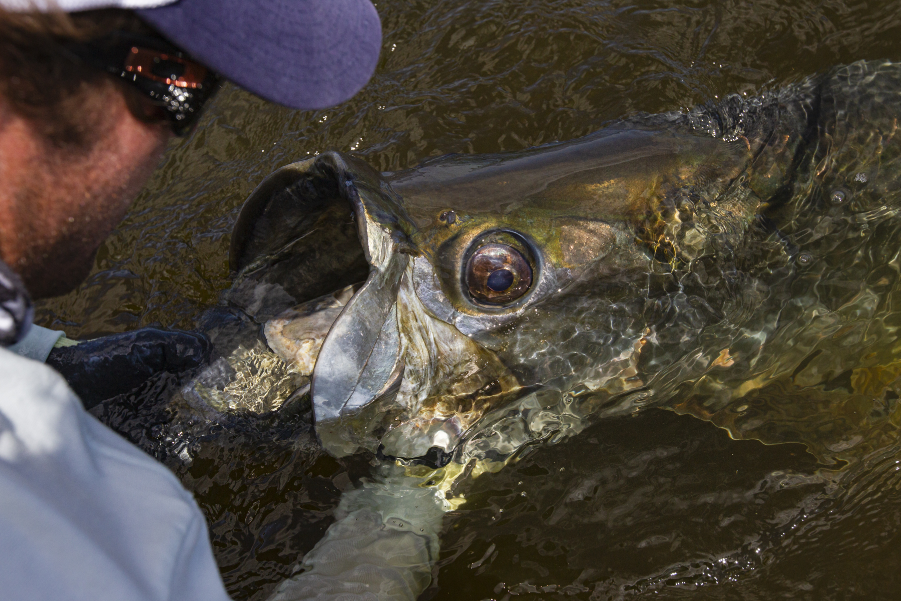 <b>Tarpon</b>, one of sportfishing’s greatest prizes, feed on larger menhaden – which are commonly used for bait. Photo credit: Pat Ford Photography
